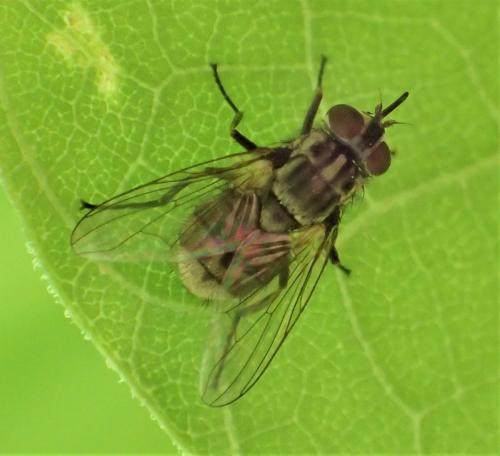 Réf. 267 009 : Stomoxys calcitrans